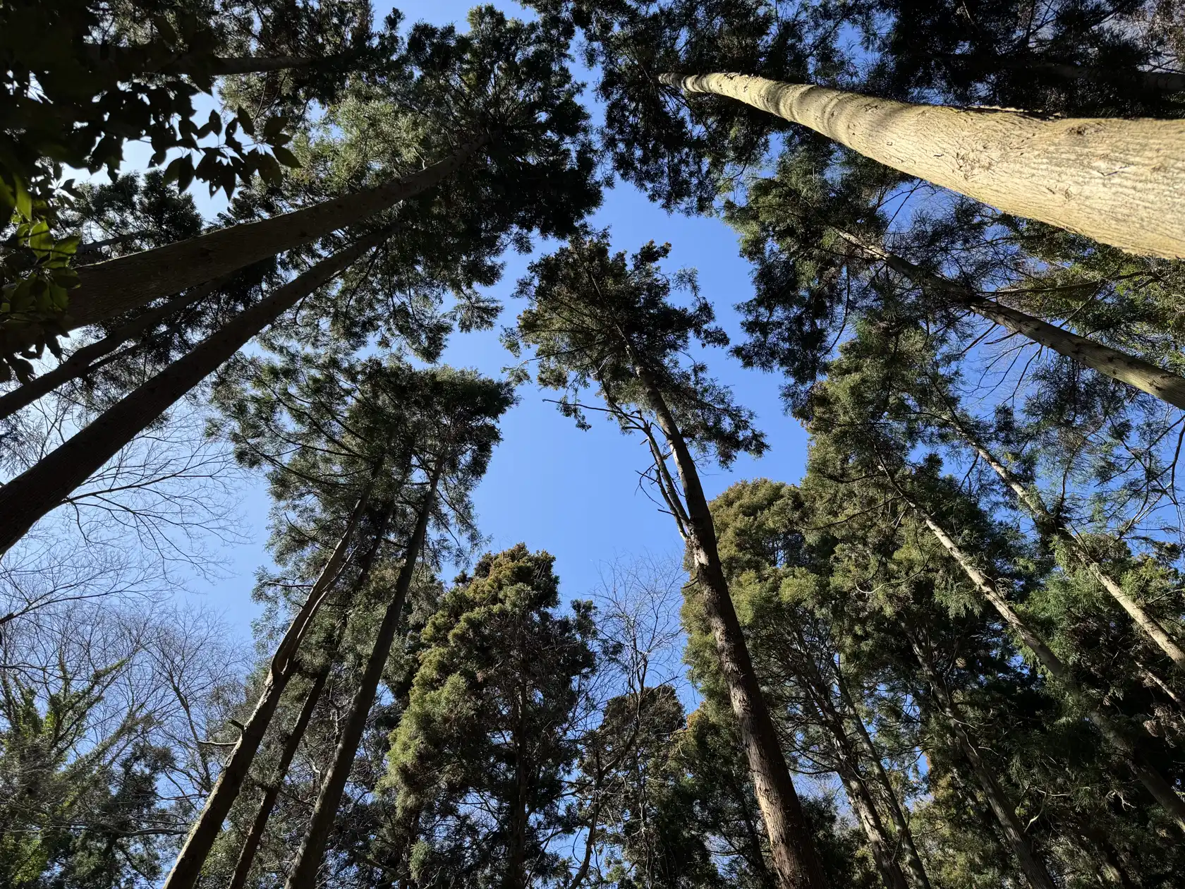 Forest canopy