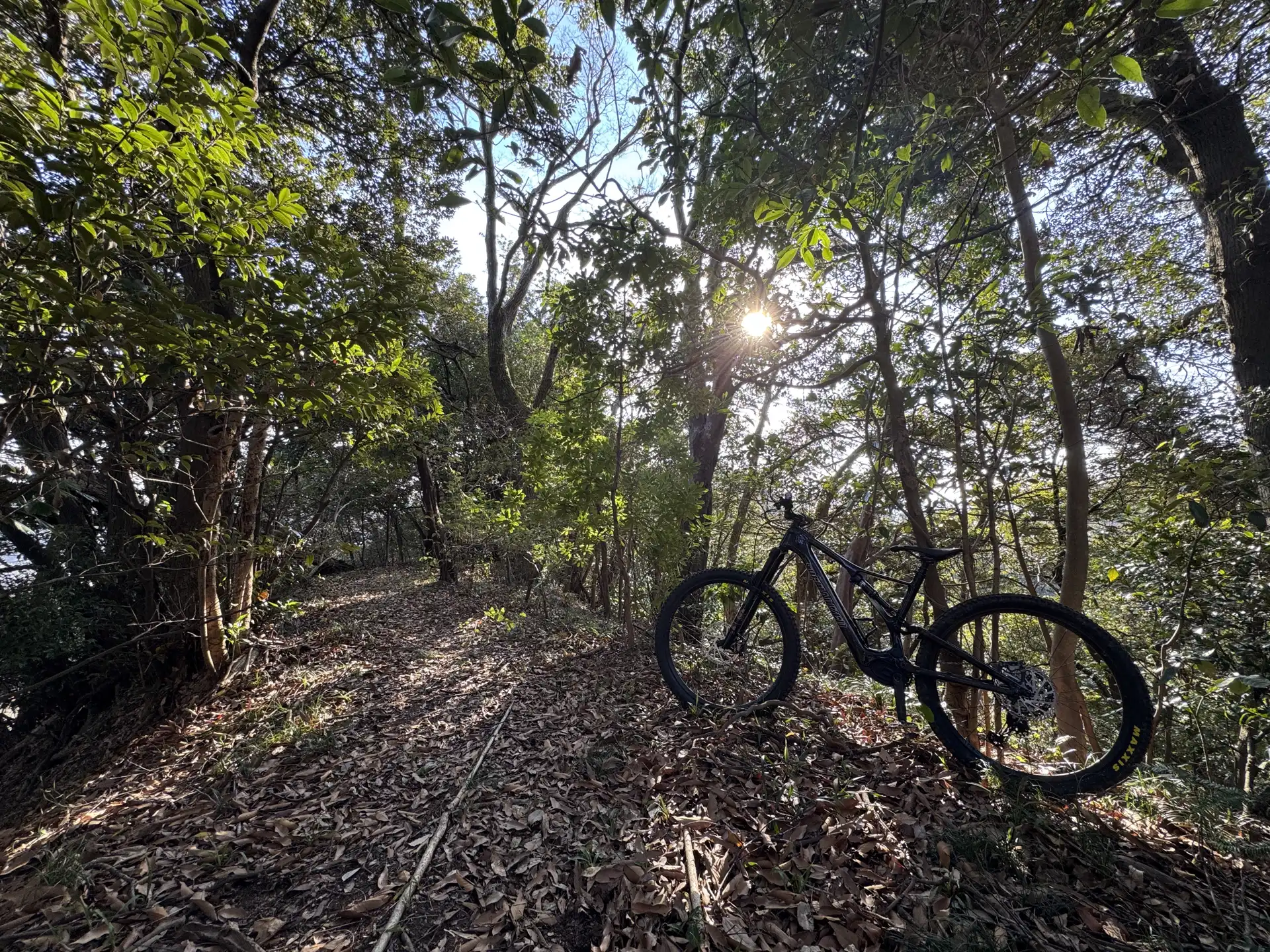 Forests & satoyama